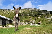 89 Un asinello si avvicina seguito dagli altri